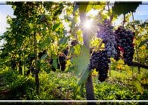 Being Fruitful | Wisdom and Understanding | 190615