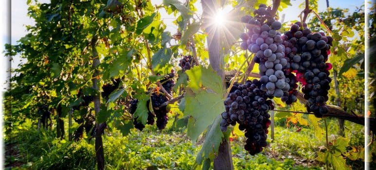 Being Fruitful | Wisdom and Understanding | 190615